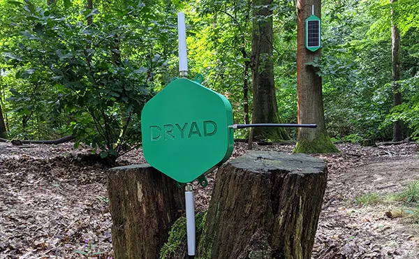 Dryad