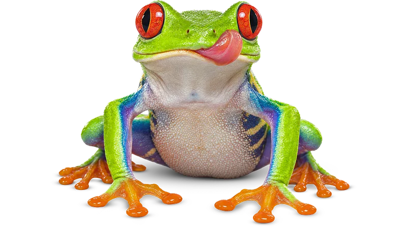 A red-eyed tree frog on a smartphone, representing built-in TELUS Scam Protection.