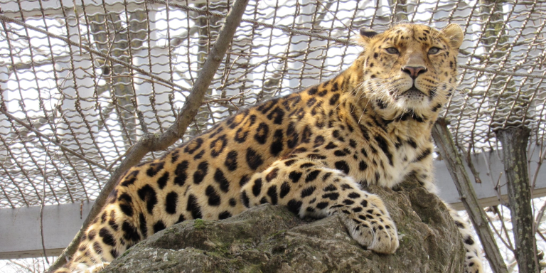 Леопард, Николаевский зоопарк. Источник: Николаевский зоопарк общегосударственного значения