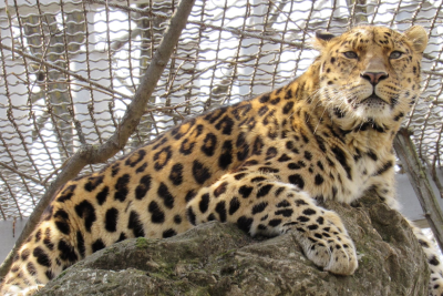 Леопард, Николаевский зоопарк. Источник: Николаевский зоопарк общегосударственного значения