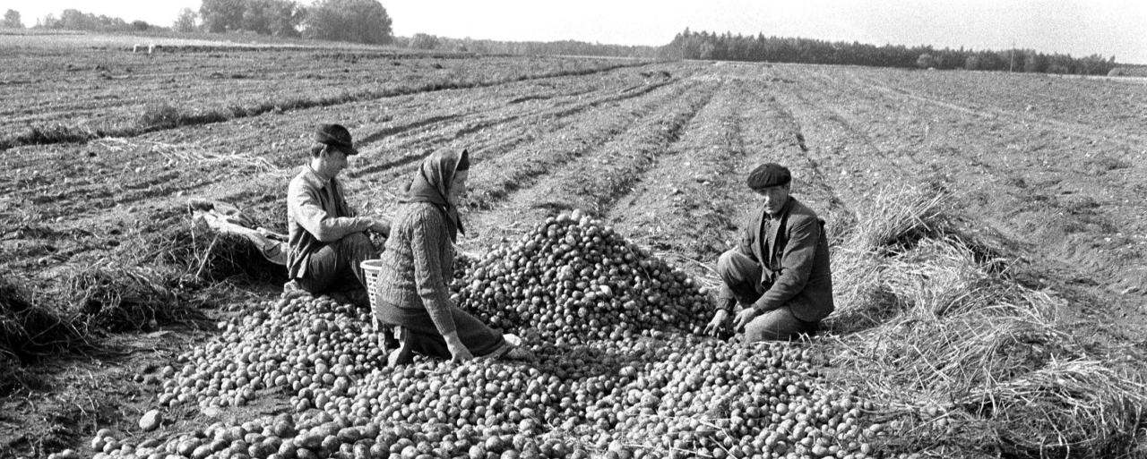 Сбор урожая картофеля в Польше, 1981. Фото: Кшиштоф Павела / Forum