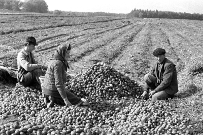 Сбор урожая картофеля в Польше, 1981. Фото: Кшиштоф Павела / Forum
