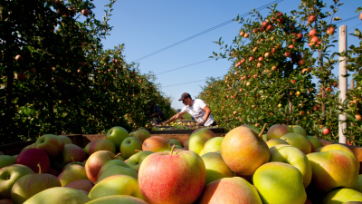 Сбор яблок в садовом хозяйстве в Польше. Фото: Гжегож Клятка / Forum