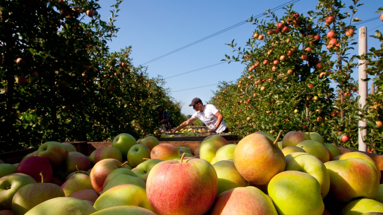 Сбор яблок в садовом хозяйстве в Польше. Фото: Гжегож Клятка / Forum