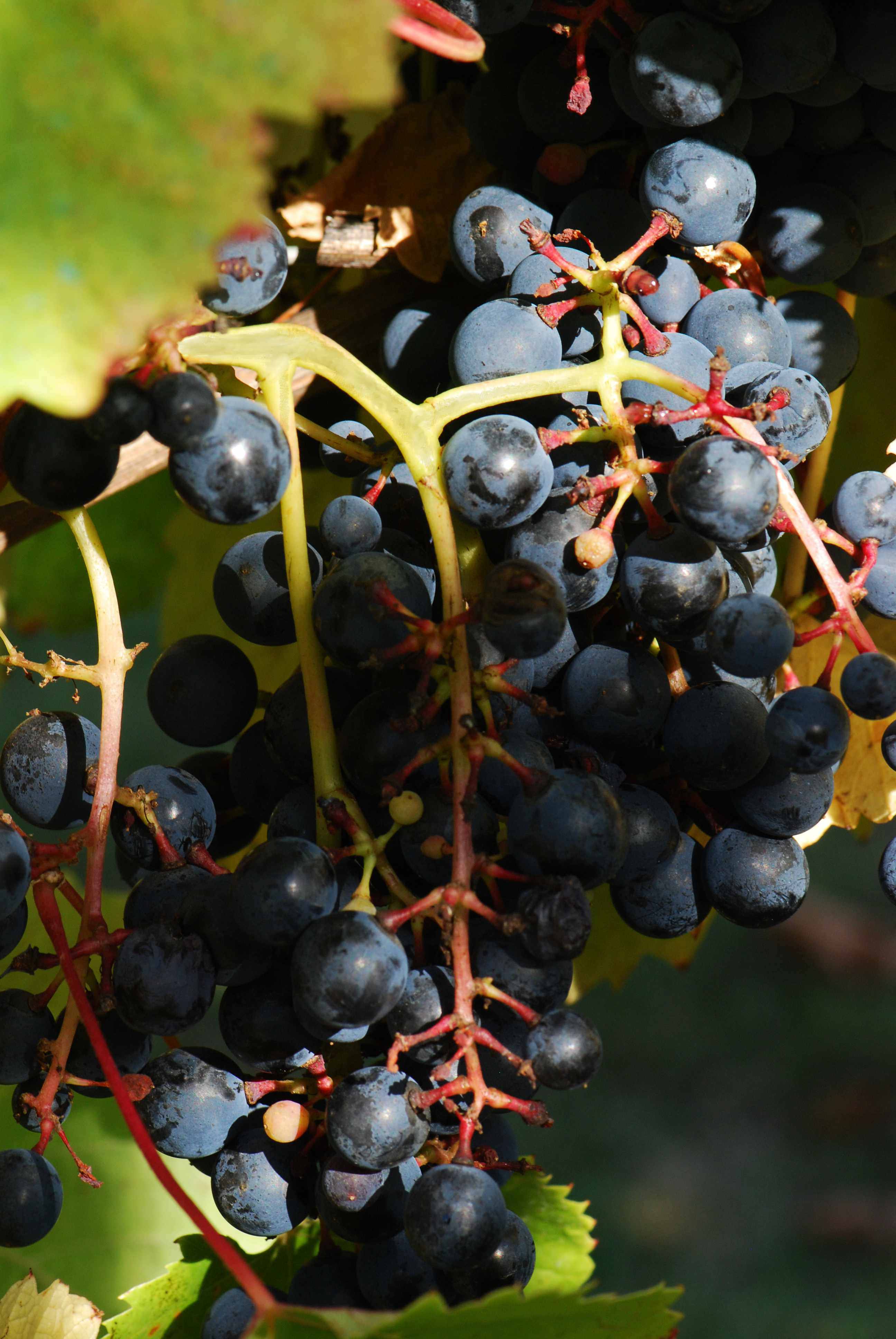 Tannat - Druvan som hittade hem i Uruguay
