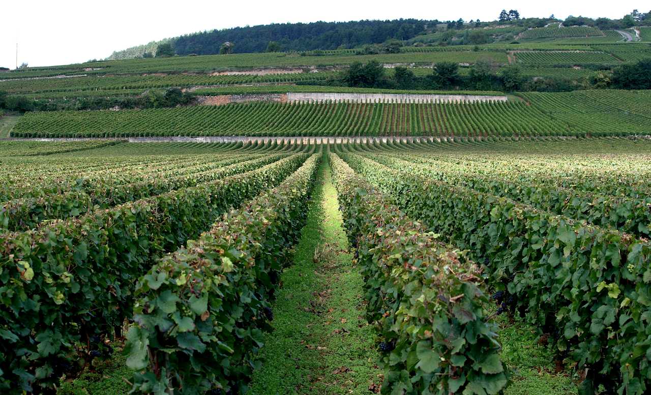 En vingård i Côte de Beaune, Bourgogne, Frankrike. En vingård i Côte de Beaune, Bourgogne, Frankrike.