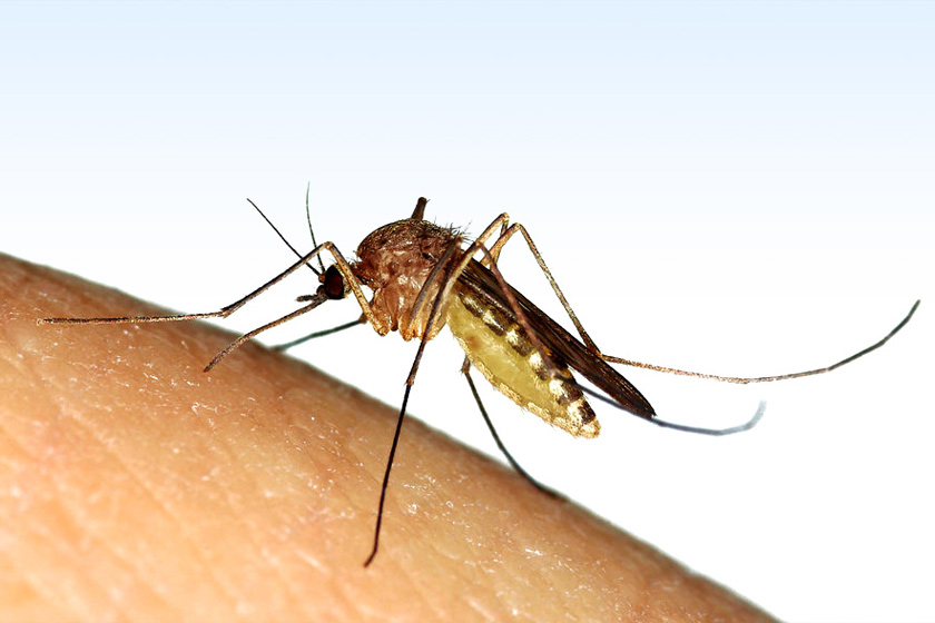 Zanzara: uno degli animali più pericolosi