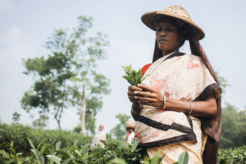 Bangladesh: la dura realtà dei raccoglitori di tè