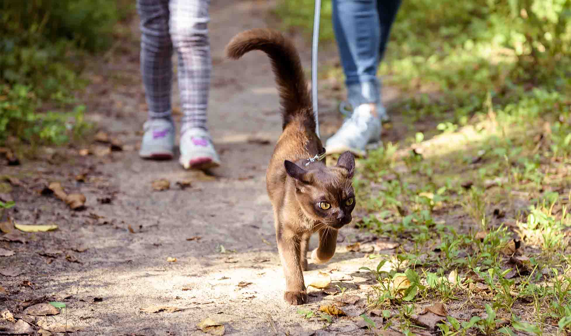 2026Q2 CAA CCG Digital Pet Friendly Getaways-Refresh IMAGE8