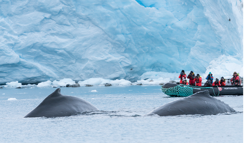 HX Expeditions: Tourists on a zodiac boat watch Humpback whales in Antarctica