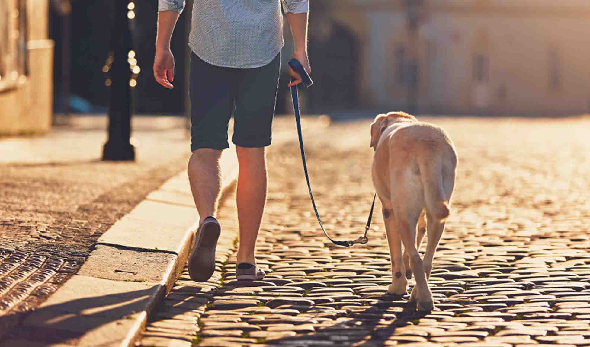 2026Q2 CAA CCG Digital Pet Friendly Getaways-Refresh IMAGE5