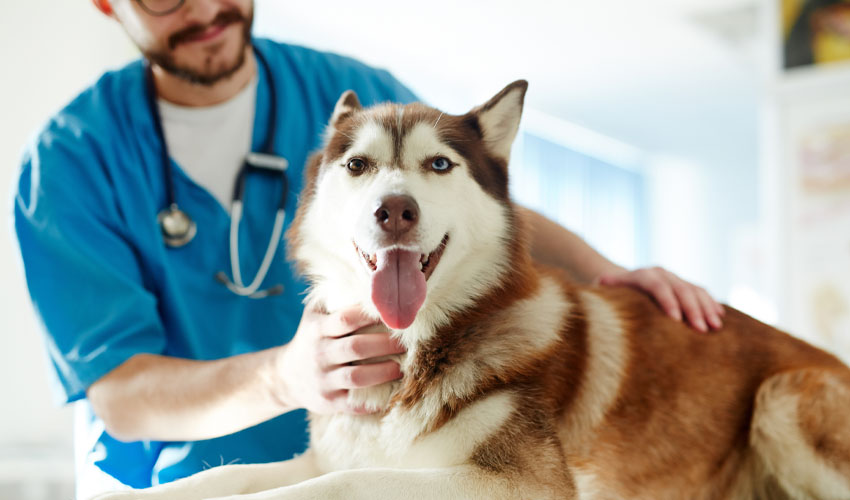 CAA Digital Pets Plus Us Protection pressmaster(Adobe Stock)