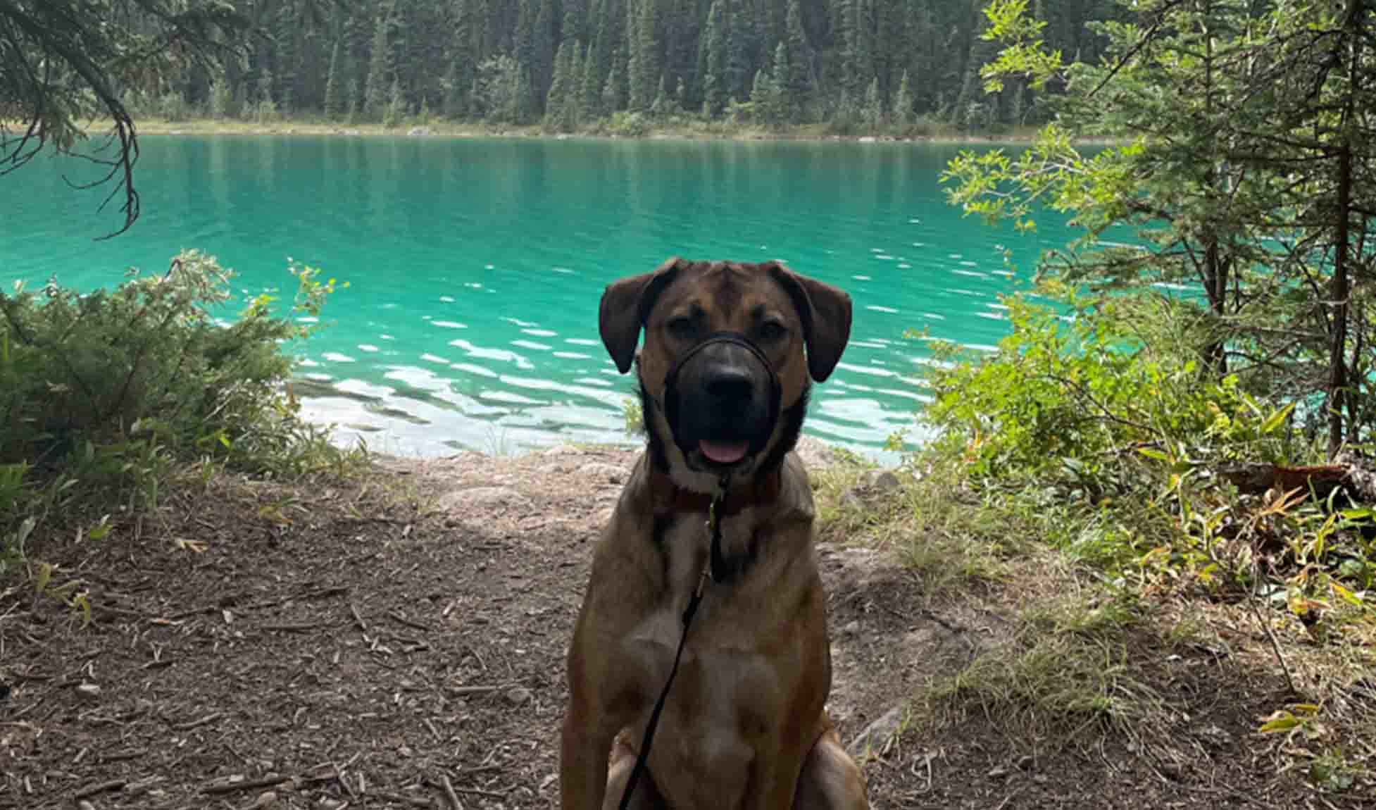 2026Q2 CAA CCG Digital Pet Friendly Getaways-Refresh IMAGE3