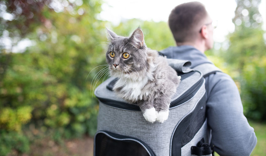 2026Q2 CAA CCG Digital Pet Friendly Getaways-Refresh IMAGE10