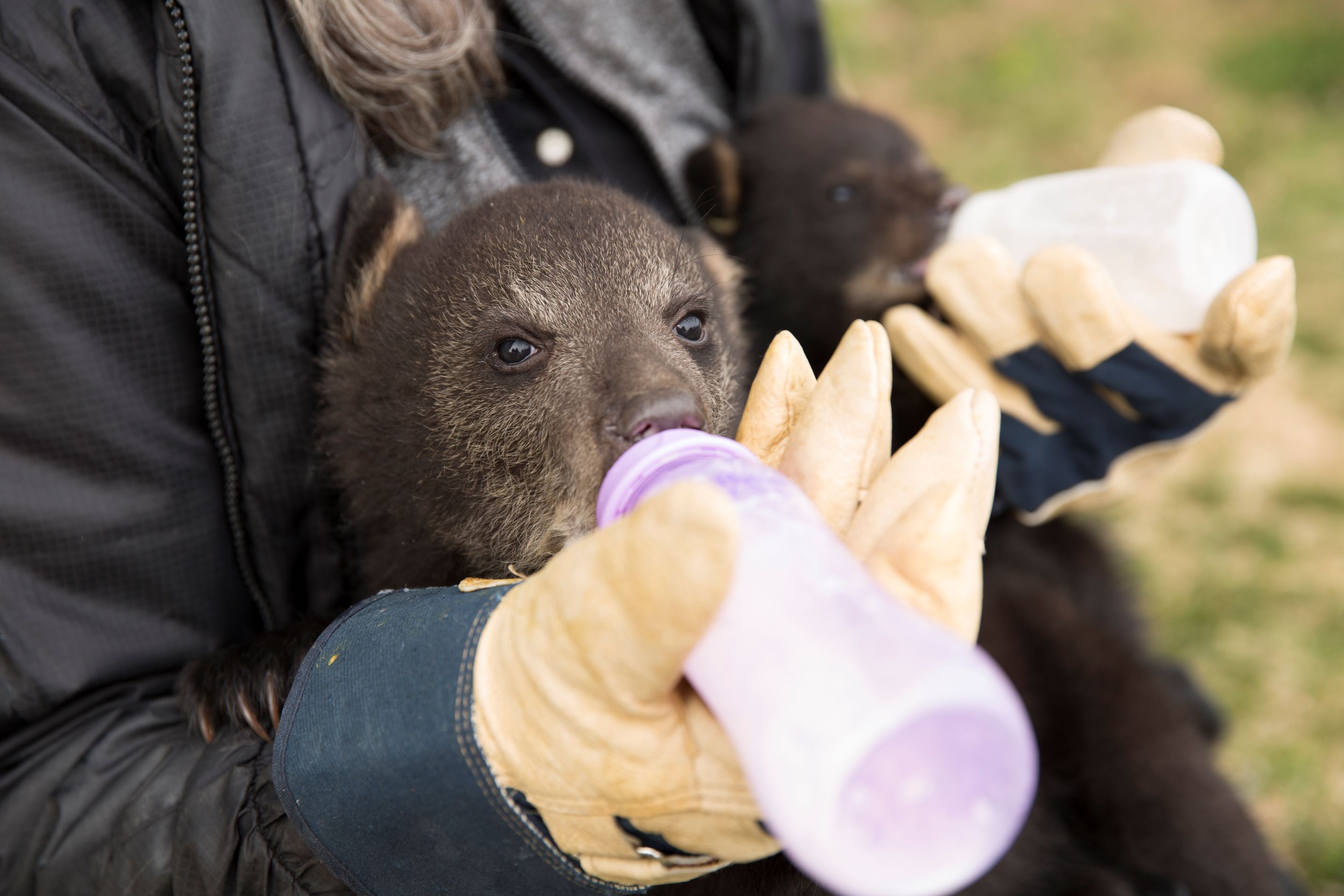 Wild at Heart: Meet the Rehabilitation Heroes Helping Wildlife in Ontario