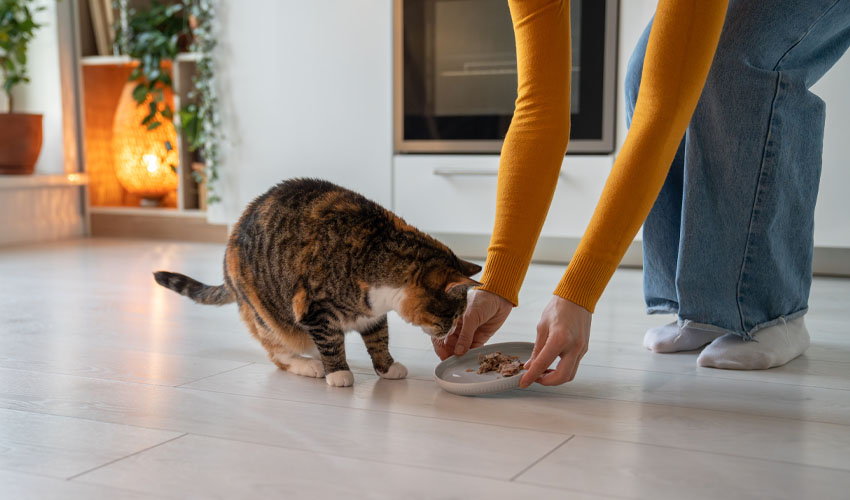 2026Q2 CAA Digital Pets Plus Us Safety 850x500_2 DimaBerlin(Adobe Stock)