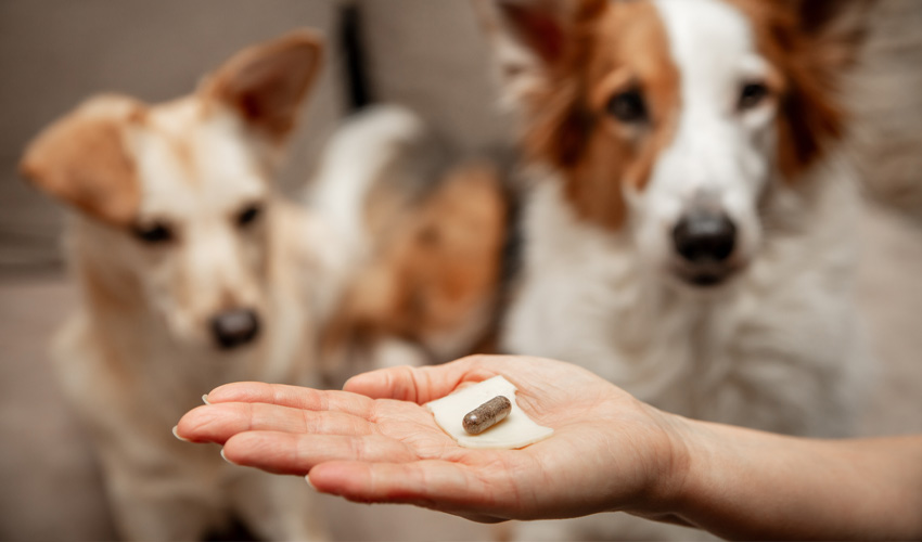 CAA Digital Pets Plus Us Protection M.DÖRR & M.FROMMHERZ(Adobe Stock)