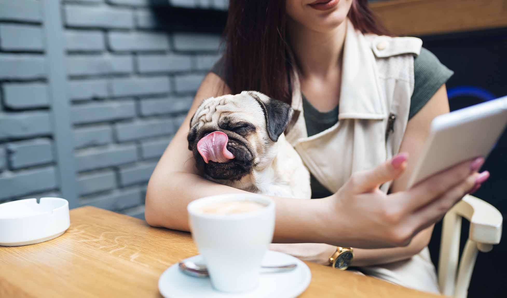 2026Q2 CAA CCG Digital Pet Friendly Getaways-Refresh IMAGE7
