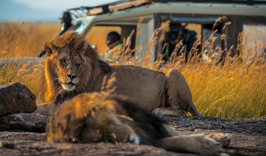 African Travel - Two lions resting on a rock near a safari jeep