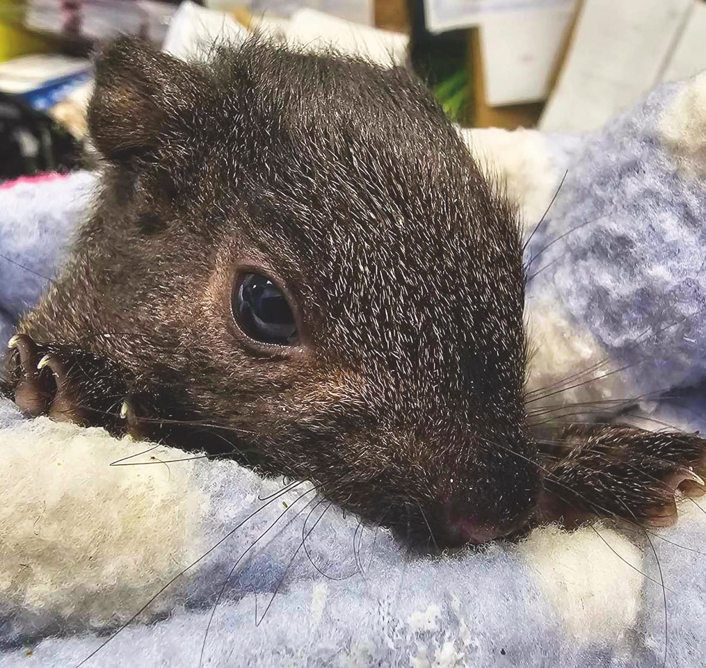 Wild at Heart: Meet the Rehabilitation Heroes Helping Wildlife in Ontario 