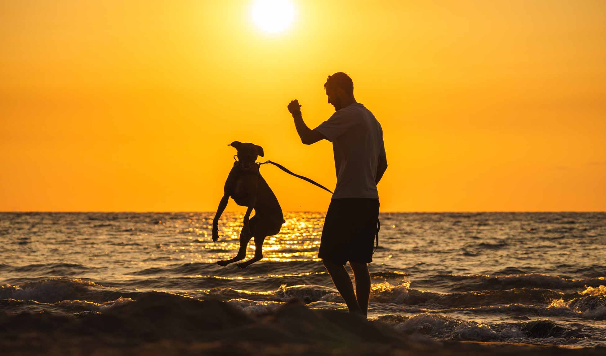 2026Q2 CAA CCG Digital Pet Friendly Getaways-Refresh IMAGE6