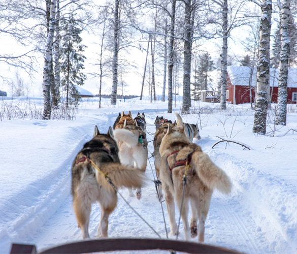 Snow Patrol: A Winter Getaway in Finland