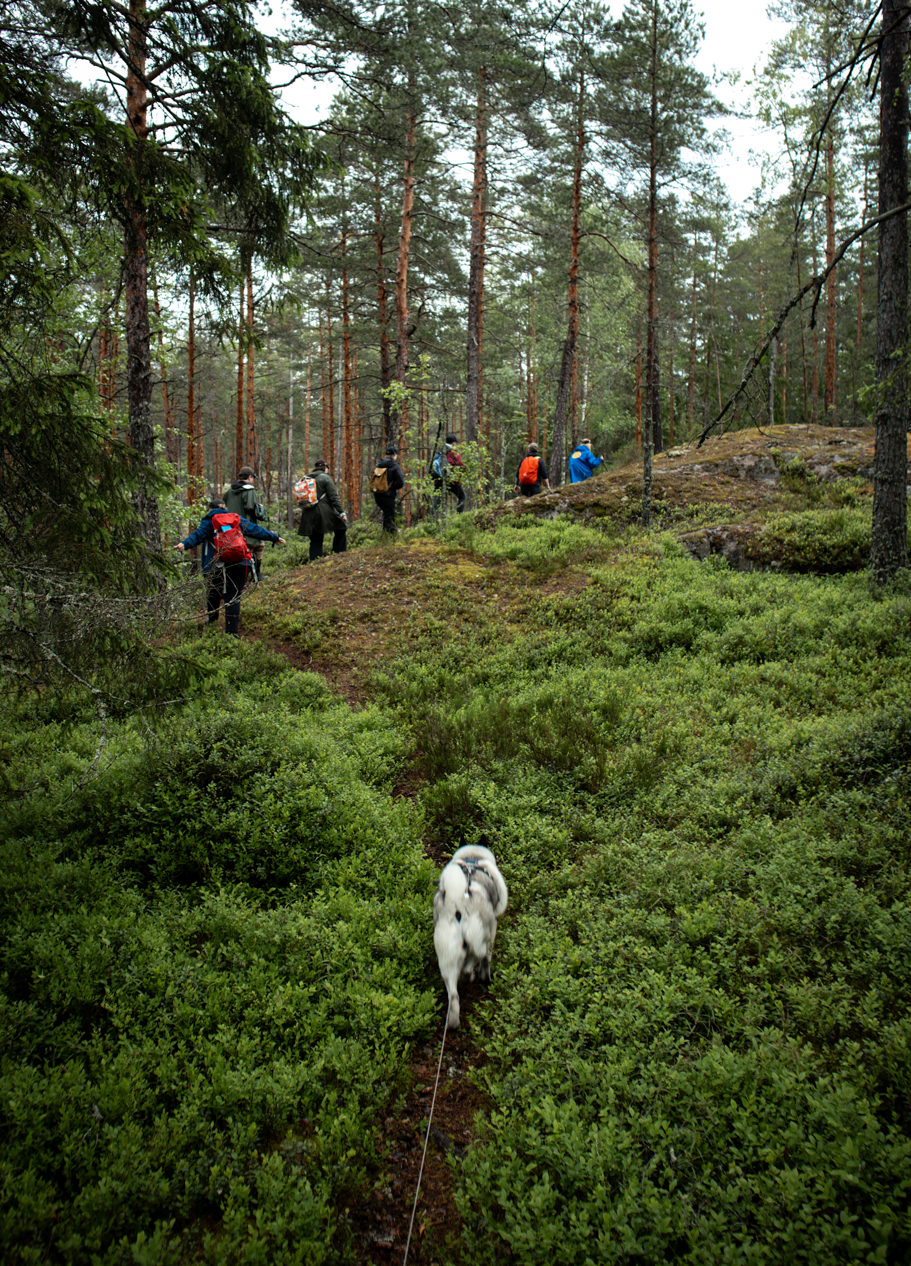 Seven people walking in the green of forest. in the front a backside of a grey talk walking in a leash.