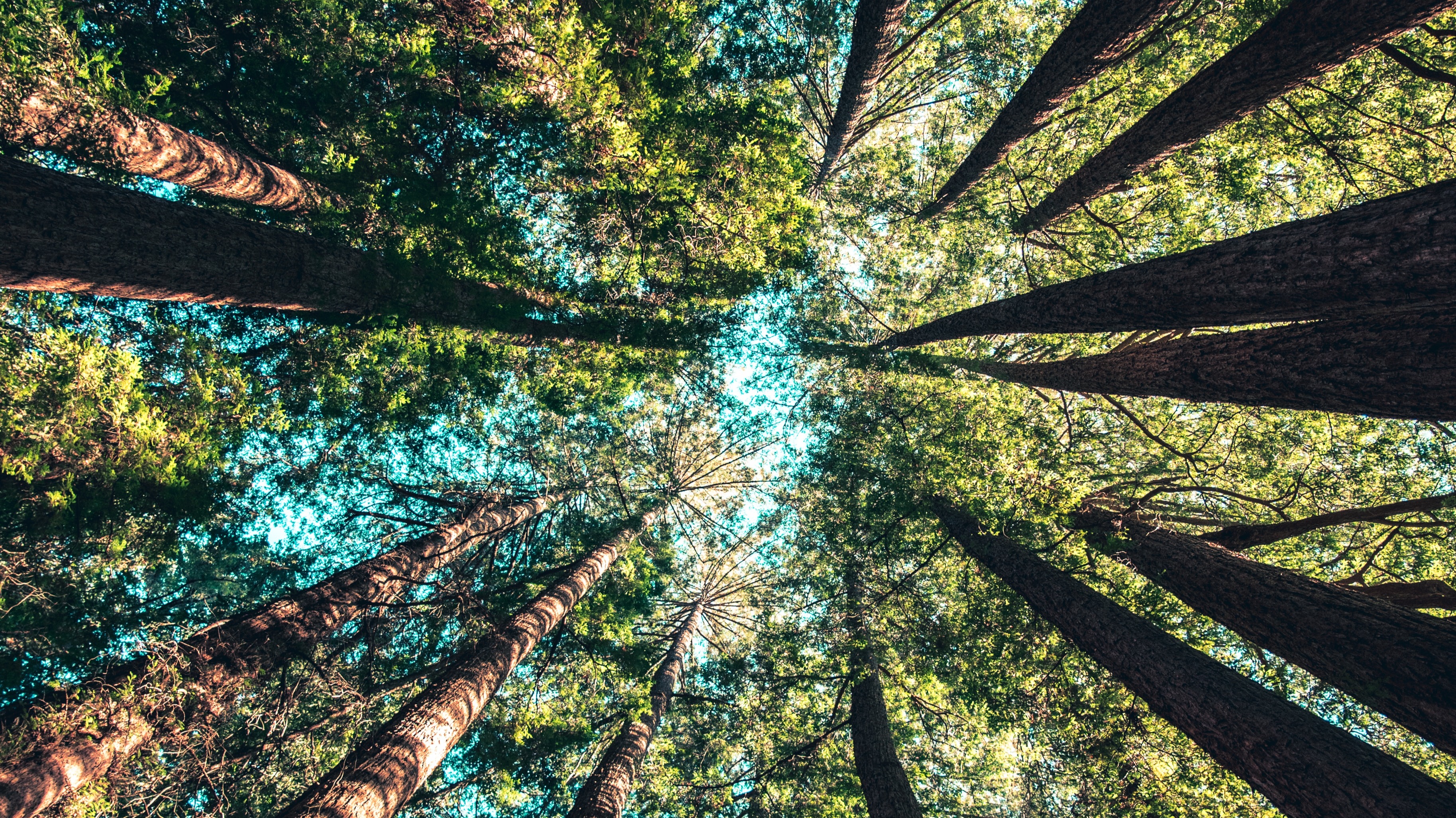 Organisational Values: How to embed sustainability through expense management