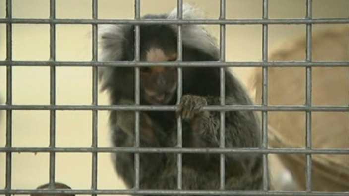 Calls for tougher laws on pet monkeys | Good Morning Britain