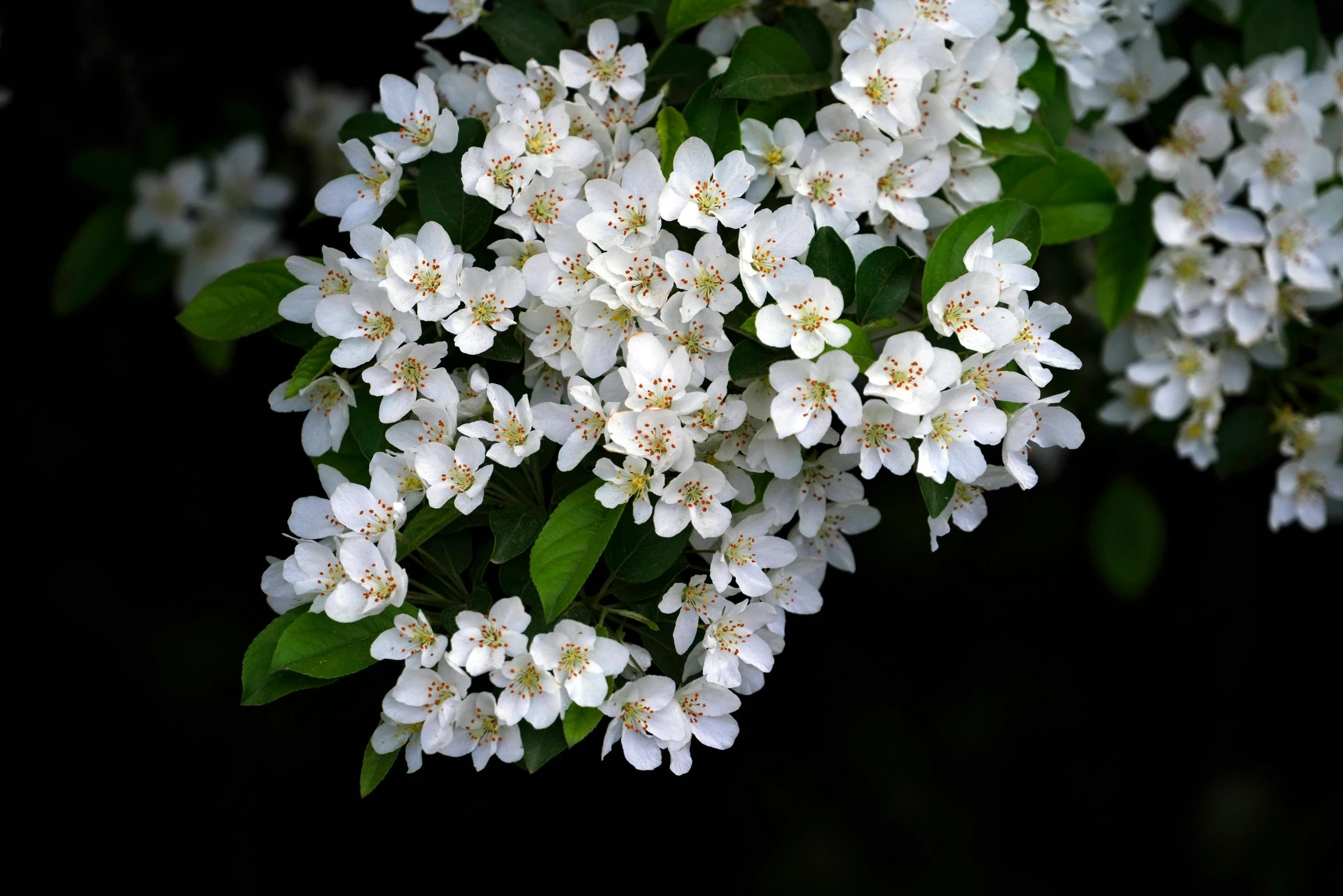 pexels-daejeung-16500780-scaled