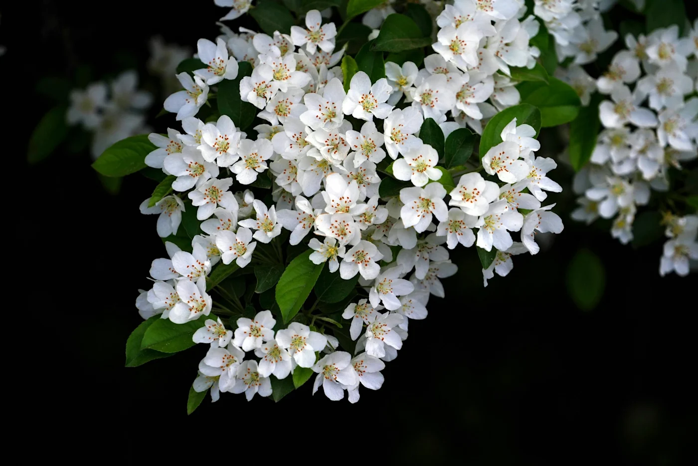 pexels-daejeung-16500780-scaled