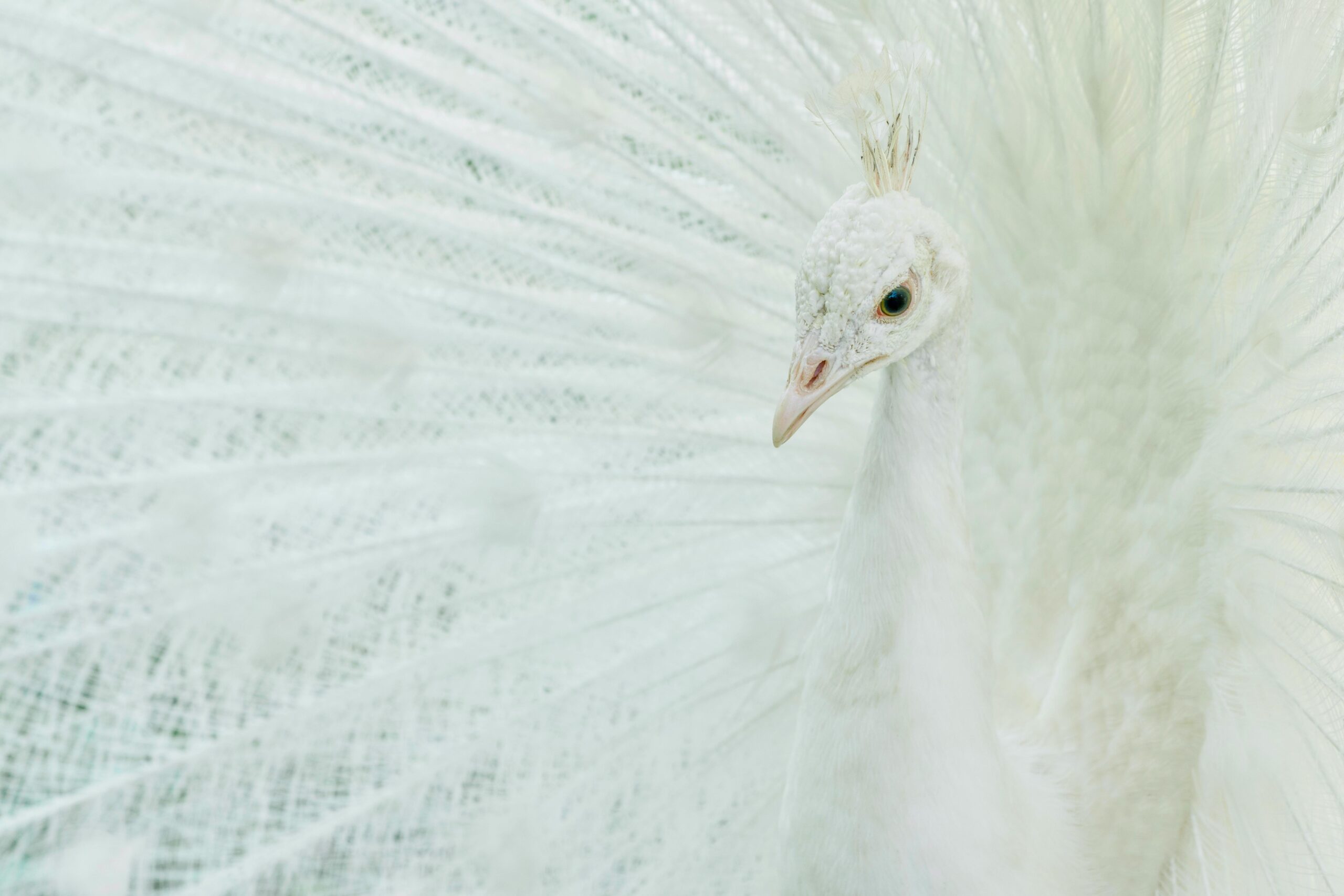 pexels-suju-32407613-scaled