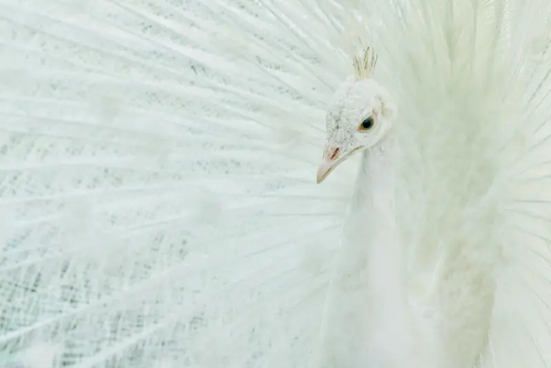 pexels-suju-32407613-scaled