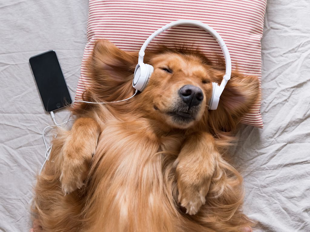 Podcasts voor je examen