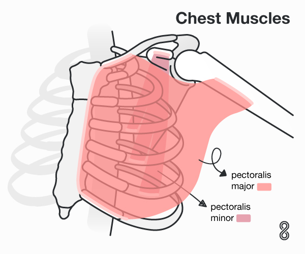 Chest Exercise Chart At Home