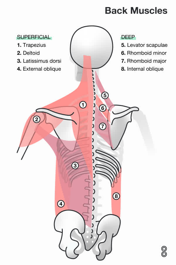 Back muscles graphic, infographic, illustration