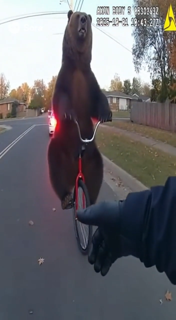 bear Police Bodycam