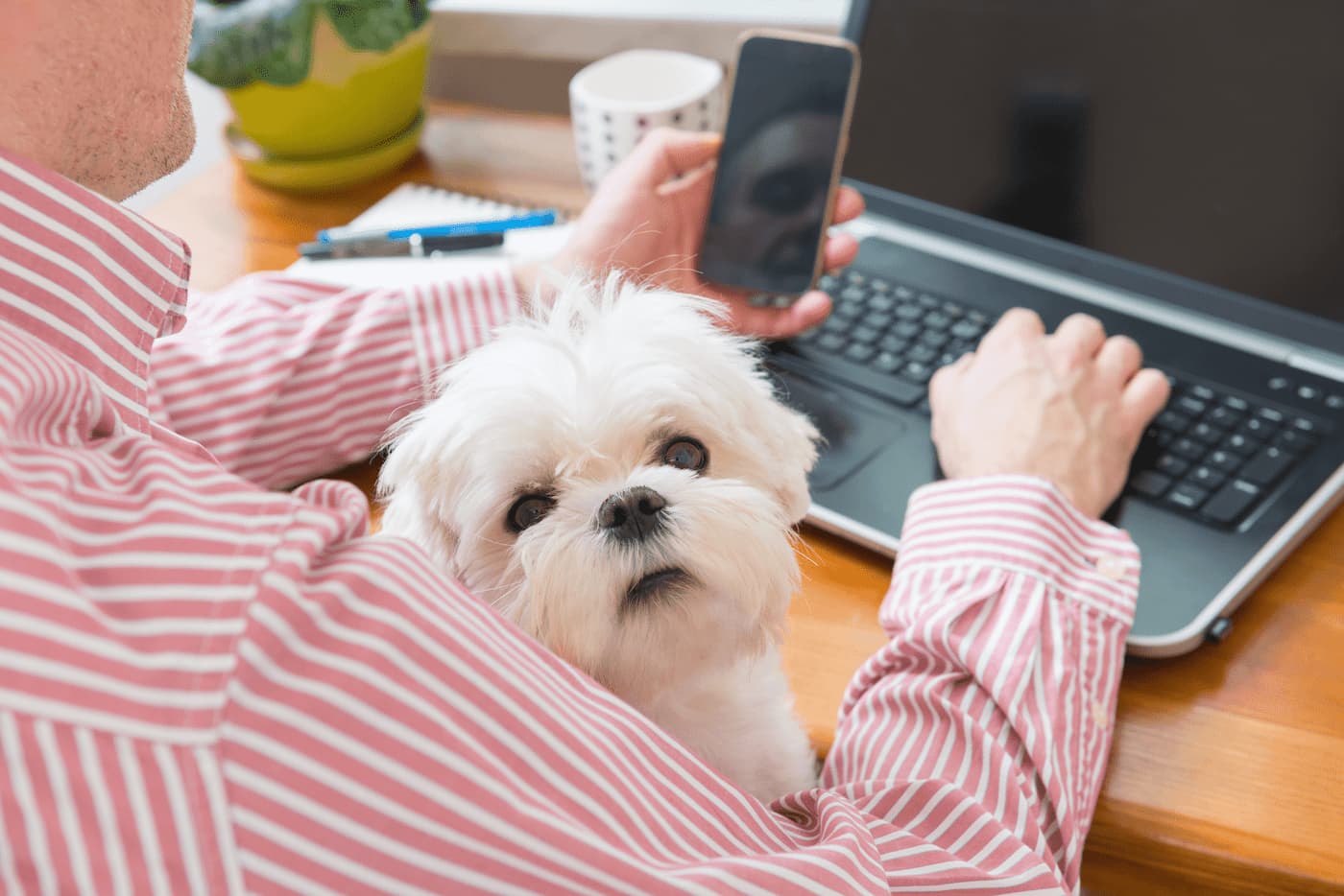 Open concept home dog photo