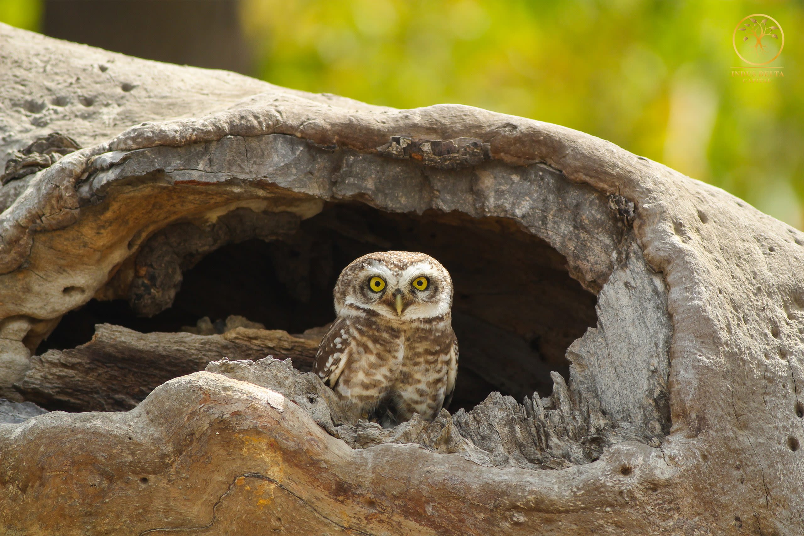 Spotted Owlet
