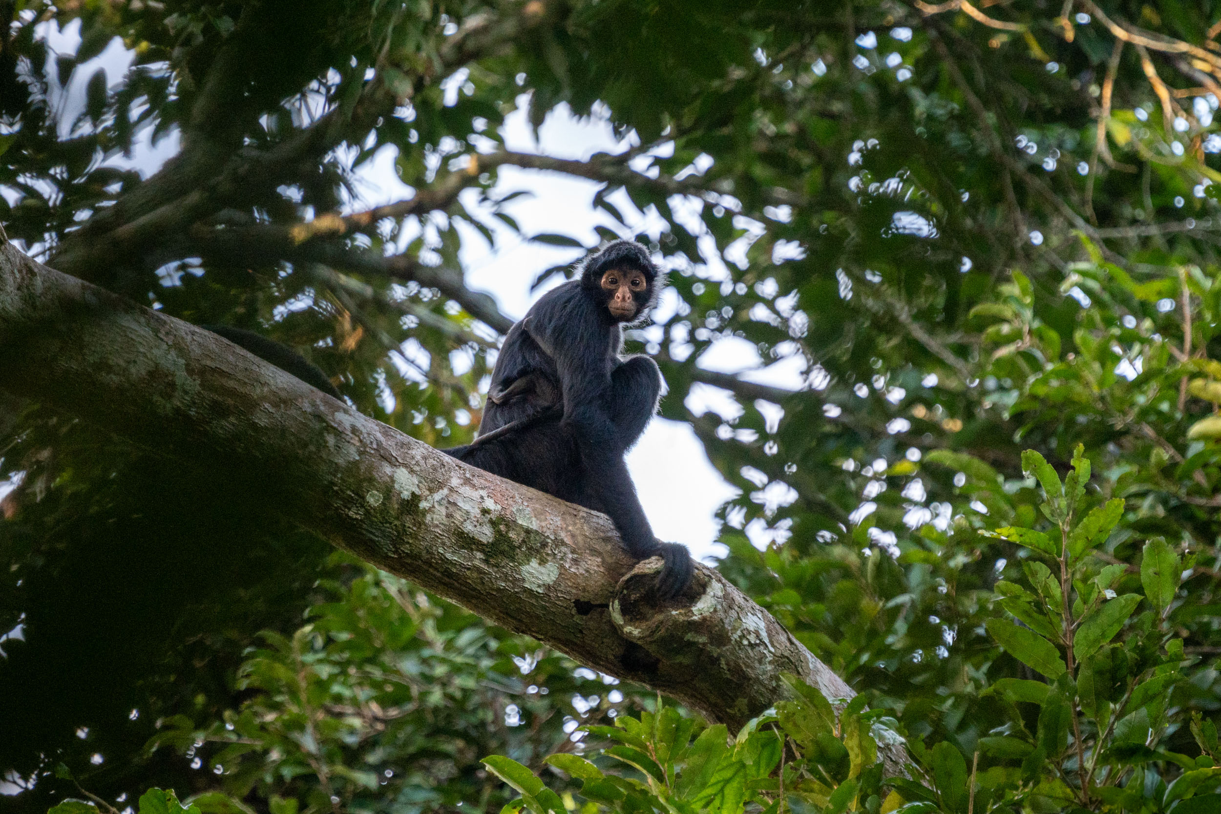 Foto de Enric Contreras - Projeto Brazilian Amazon REDD+ Monitoramento de biodiversidade em instância em Sena Madureira-AC At