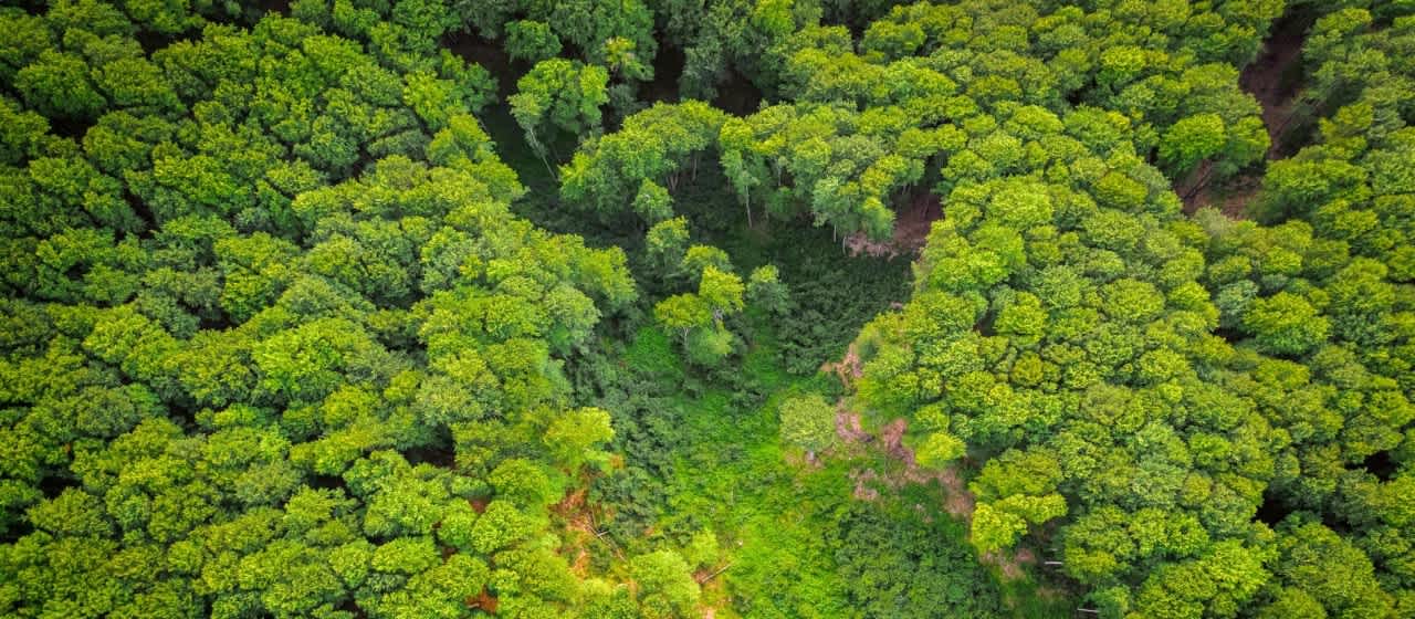 Photo - EU Deforestation Regulation (EUDR): A Guide for Importers