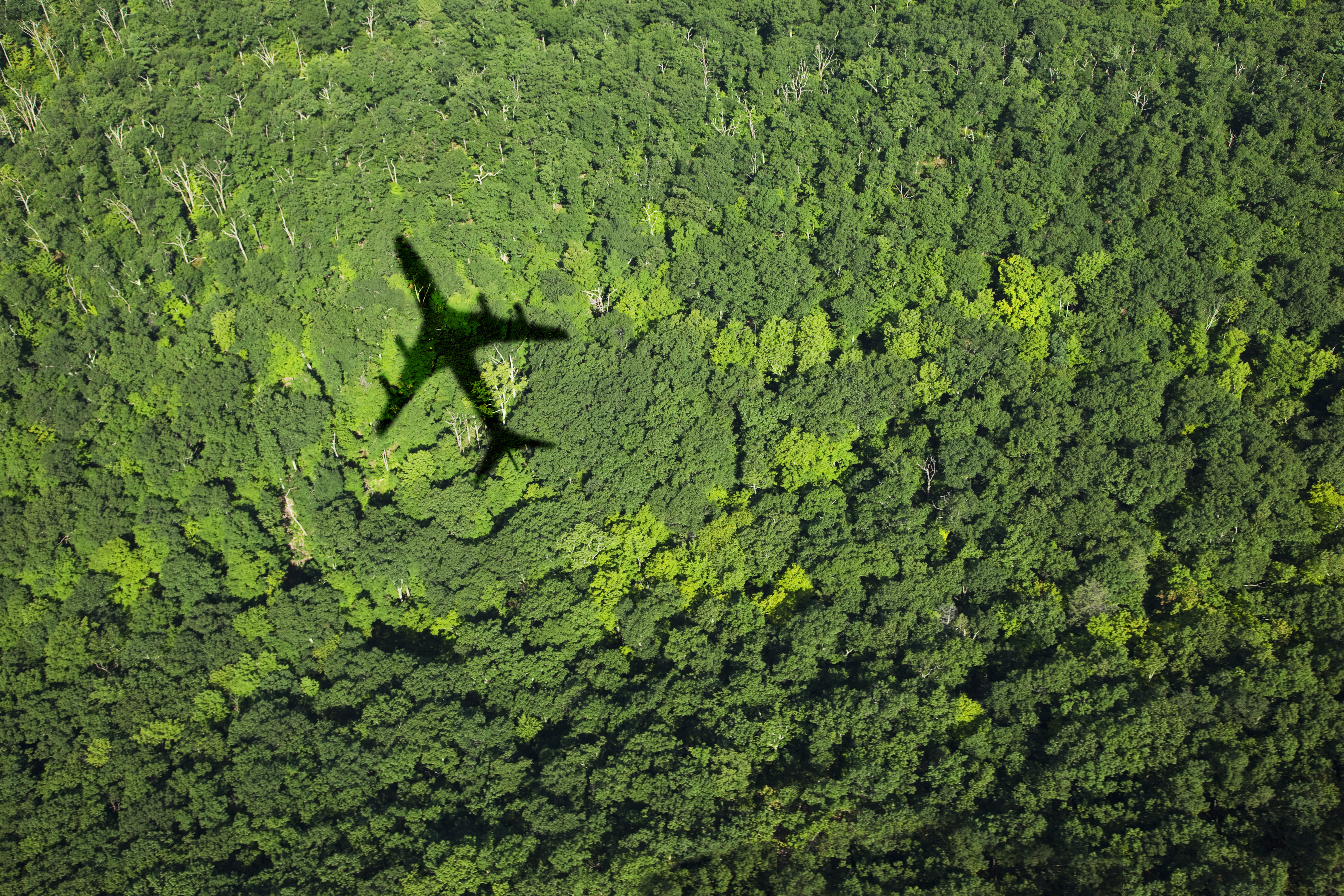 Aerial view of a cargo plane shadow cast over a lush green forest canopy