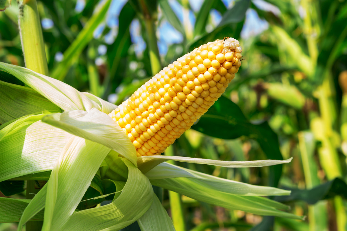 An ear of corn field