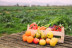 box with vegetables and fruits in a crop field