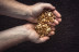 Gold nuggets the hands of the miner