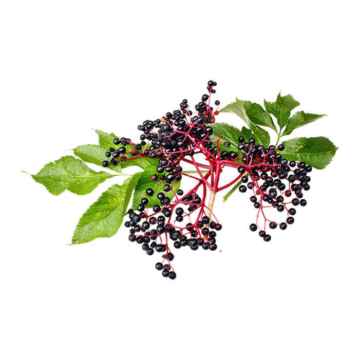 ingredient-elderberry.jpg