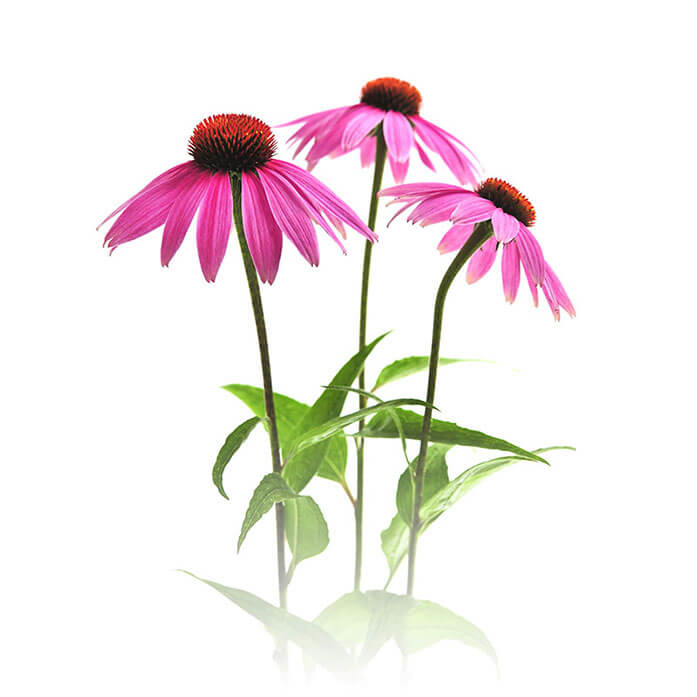 ingredient-echinacea.jpg