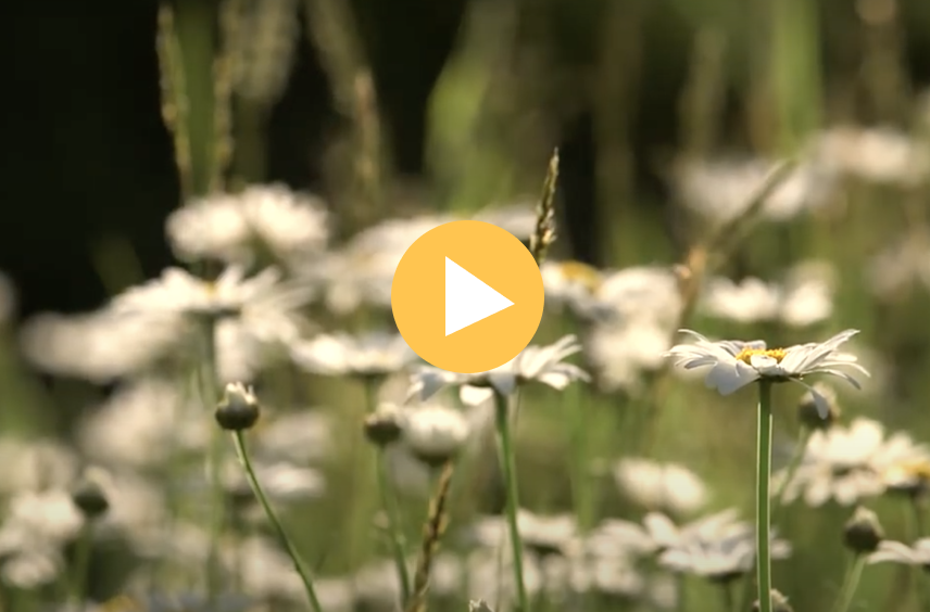 nature video