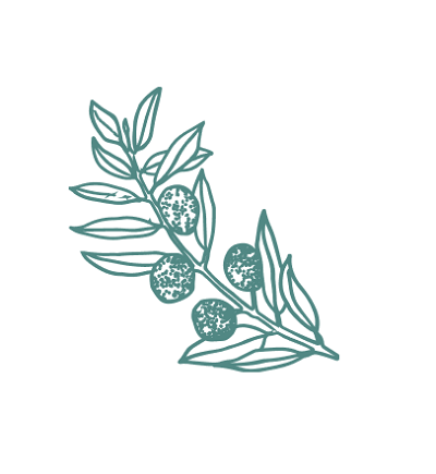 illustration of shea
