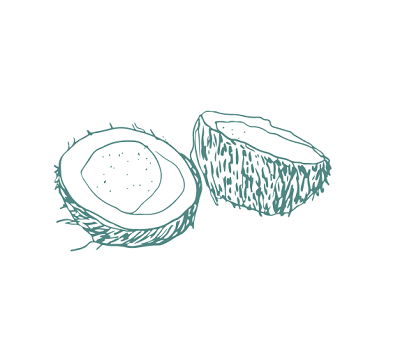 illustration of a coconut